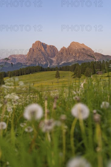 Impressive view of the Dolomites in the evening light with meadow flowers in the foreground,