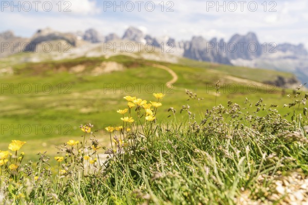 Yellow flowers and grasses on a hill with a mountain backdrop, Alpe di Siusi, Dolomites, South
