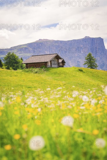 Wooden hut on a flowery meadow in front of an impressive mountain panorama, Alpe di Siusi,