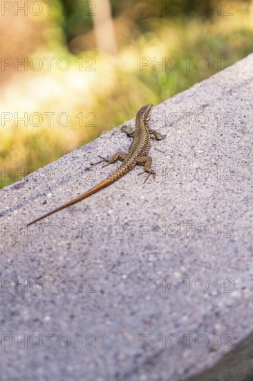 Lizard sitting on a concrete path, illuminated by sunlight, in a quiet summer day atmosphere,