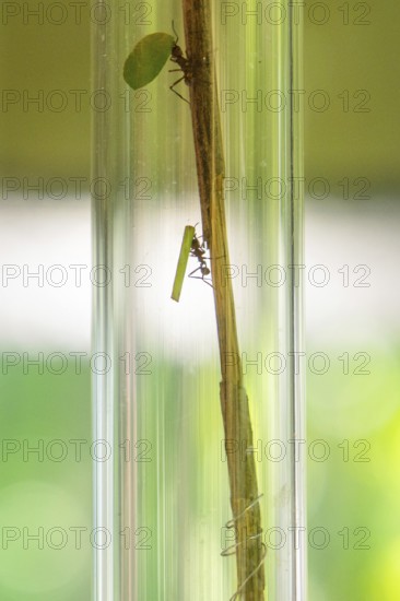 A grasshopper and a mantis climb up a stem in a glass tube, Botanical Garden, Gardens of