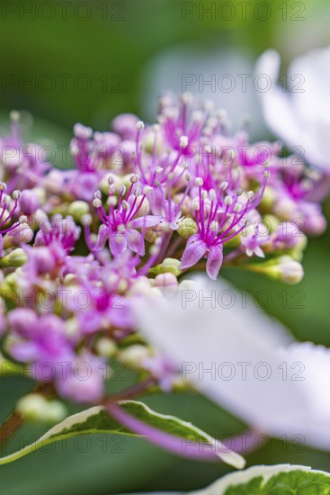 Close-up of pink hydrangea blossoms with filigree pistils in fresh surroundings, Botanical Garden,