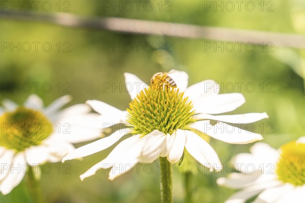 A bee sits on a daisy and collects nectar in the summer air, Botanical Garden, The Gardens of