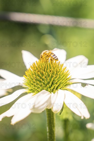 A bee sits on a daisy and collects nectar in the summer air, Botanical Garden, The Gardens of