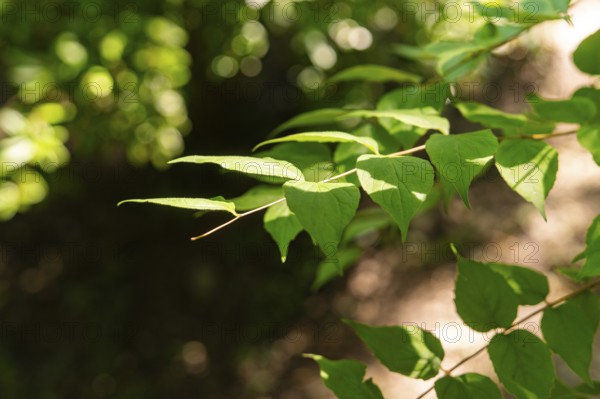 Green leaves on a branch, illuminated by sunlight, surrounded by shadows in a quiet forest,