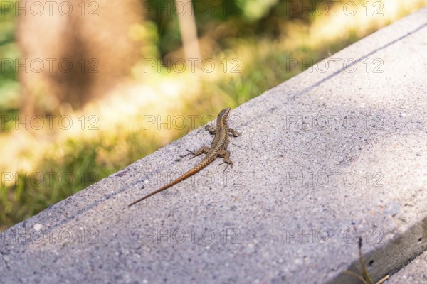 Lizard resting on a concrete path, surrounded by natural light and shadows, Botanical Garden, The