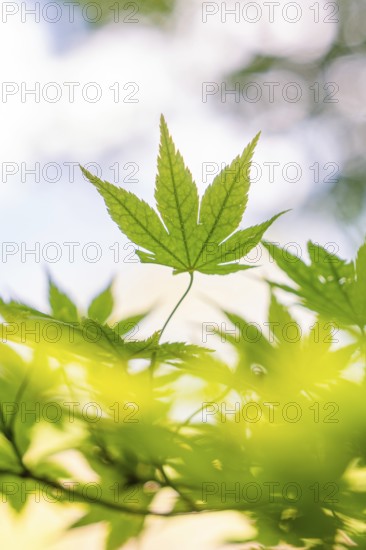 A light-flooded close-up of a green maple leaf, Botanical Garden, The Gardens of Trauttmansdorff