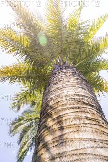 View from below of a palm tree illuminated by the sun, Botanical Gardens, The Gardens of