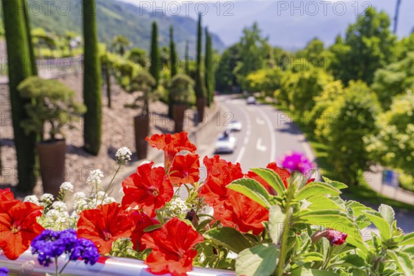 Red and purple flowers with a street view in a mountainous region, Botanical Garden, The Gardens of