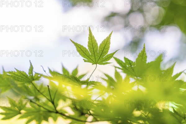 Green maple leaves, illuminated by sunlight, in focus, Botanical Garden, The Gardens of