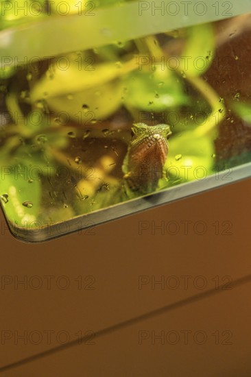 A chameleon in a terrarium sits between damp green leaves, Botanical Garden, The Gardens of