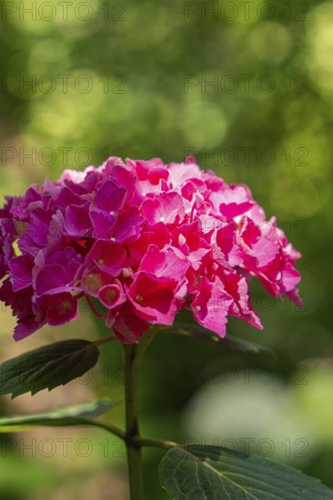 A pink hydrangea flower under sunlit leaves, Botanical Garden, The Gardens of Trauttmansdorff