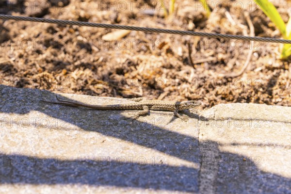 Lizard sunbathing on a stone under a taut wire, Botanical Garden, The Gardens of Trauttmansdorff
