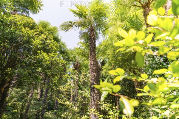 Dense cluster of palm trees in a sunny, green jungle, Botanical Gardens, The Gardens of