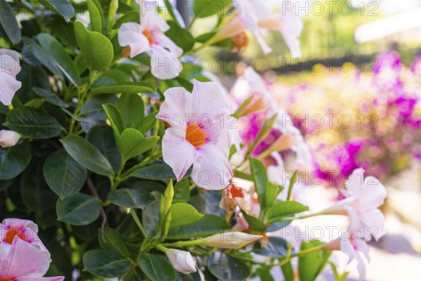 Close-up of a flowering shrub with pink flowers and green leaves, Botanical Garden, The Gardens of