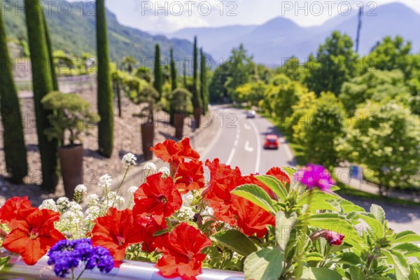 Colourful flowers and cypresses line a street with mountain views, Botanical Garden, The Gardens of