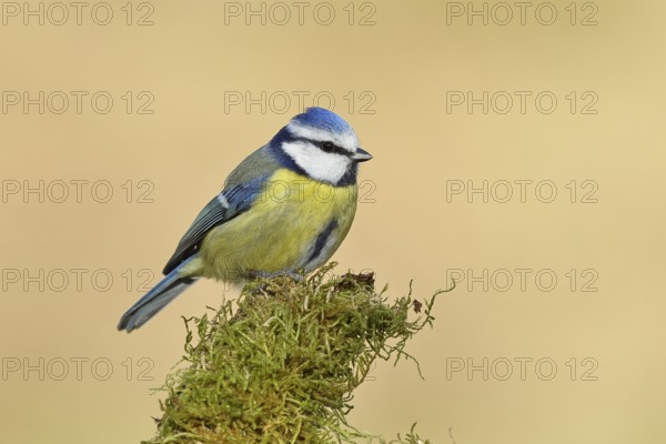 Blue tit (Parus caeruleus), sitting on moss-covered dead wood, Wilnsdorf, North Rhine-Westphalia,