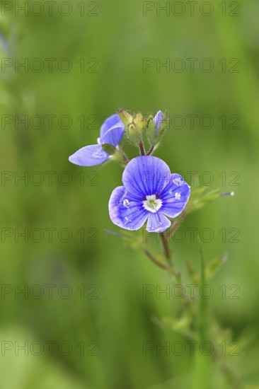 Flower of Gamander speedwell (Veronica chamaedrys), in a deciduous forest, blue blossom, spring,