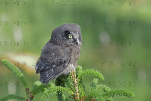 Great horned owl (Aegolius funereus), young bird sitting on the top of a spruce, European spruce