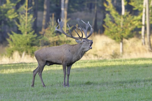 Red deer (Cervus elaphus) in rutting season, capital stag, twenty hinds, roaring in a forest