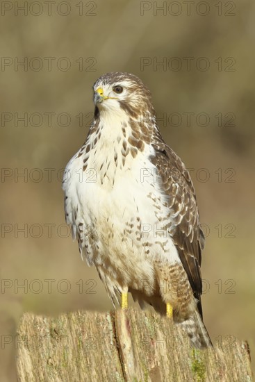 Buzzard (buteo buteo), light-coloured variant, light morph, side view, animal portrait, wildlife,