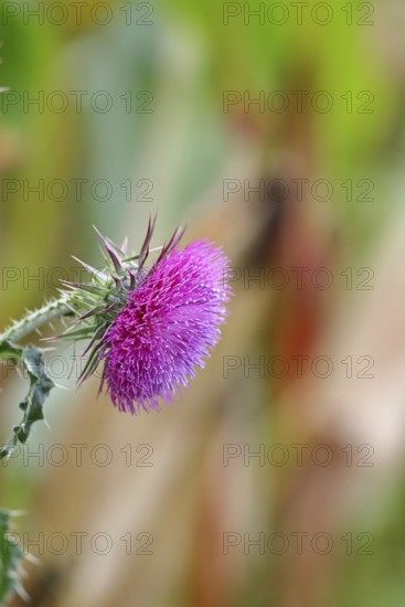 Flower head of the Musk Thistle (Carduus nutans, also known as nodding thistle), by the wayside,