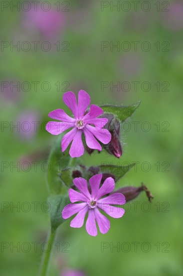 Red campion (Silene dioica), close-up of a flower in a meadow, Wilnsdorf, North Rhine-Westphalia,