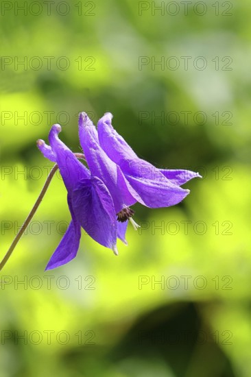 Columbine (Aquilegia vulgaris), blue flower in the garden, Wilnsdorf, North Rhine-Westphalia,