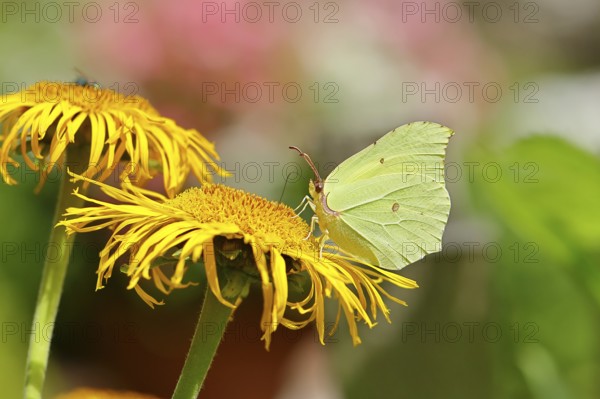 Lemon butterfly (Gonepteryx rhamny) on a yellow flower of a Great Telekie (Telekia speciosa),