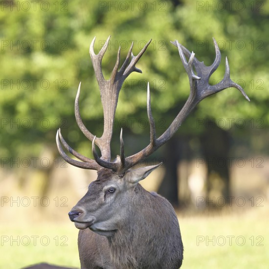 Red deer (Cervus elaphus), capital stag in a forest clearing, Zwanzigender, animal portrait,