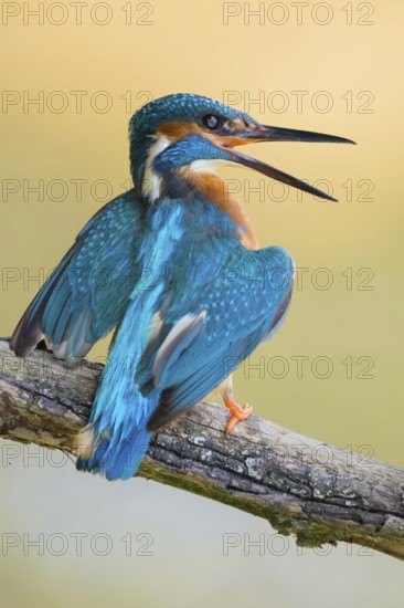 Territorial behaviour... Kingfisher (Alcedo atthis) threatens another, makes itself large, shows