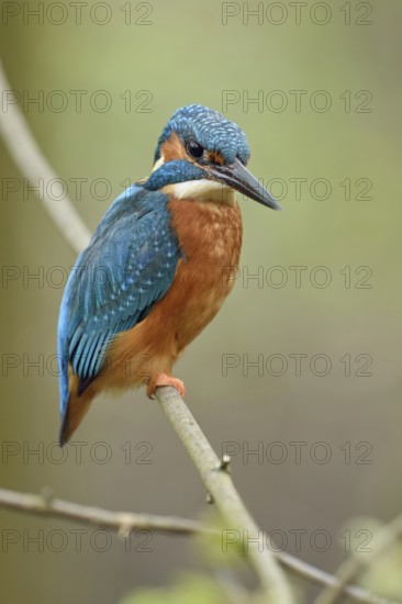 Posture score 1... Kingfisher (Alcedo atthis), male in spring, sits on a thin branch to hunt from