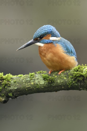 Cavity-nesting bird... Kingfisher (Alcedo atthis) with soil on its beak, probably just digging at