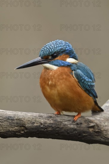 Bright orange breast... Kingfisher (Alcedo atthis), male, adult bird, on perching branch, frontal