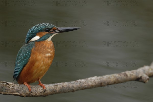 Skilful hunter... Kingfisher (Alcedo atthis), Bird of the Year 1973 and 2009, sits on a branch
