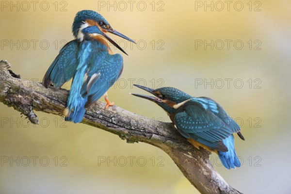 Persistent... Kingfisher (Alcedo atthis), two kingfishers, two generations, old and young, dominant