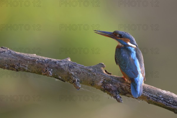 After work... Kingfisher (Alcedo atthis), female sits with dirty beak on a branch, resting, looking