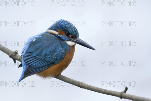 Iridescent blue and orange... Kingfisher (Alcedo atthis), male in winter in the snow, in light