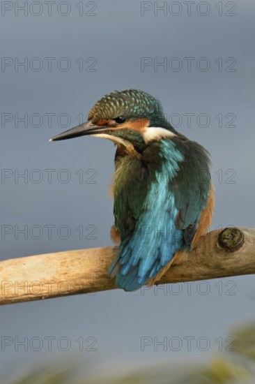 A look back... Kingfisher (Alcedo atthis) in the light spot, which emphasises the beautiful,
