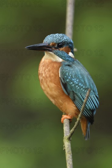 Blue and orange plumage... Kingfisher (Alcedo atthis), certainly one of our most beautiful native