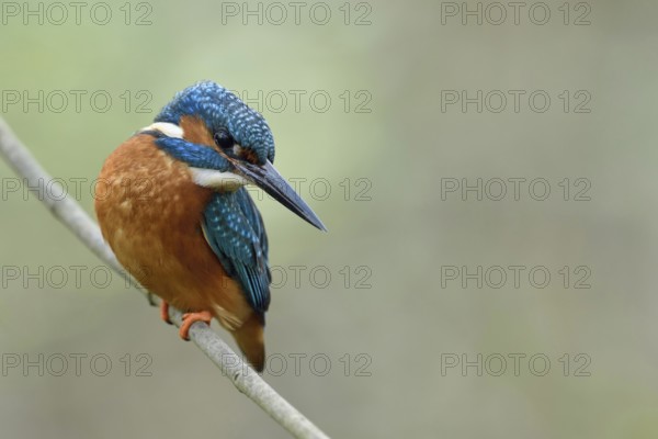 Impressive beak... Kingfisher (Alcedo atthis) on the hunt, the beak is a deadly weapon, either the