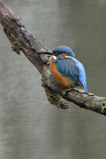 Breeding preparations... Kingfisher (Alcedo atthis) with remains of soil on its beak from digging