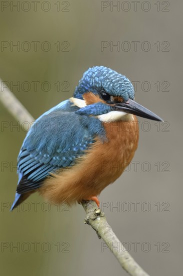 Typical picture... Kingfisher (Alcedo atthis) on perching branch, adult bird, male, recognisable by