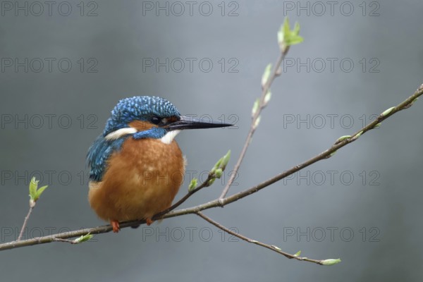 In spring... Kingfisher (Alcedo atthis), male kingfisher sitting on a thin branch on which the
