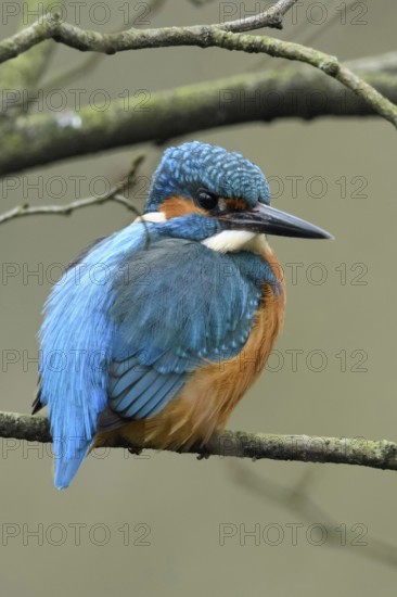 In the branches... Kingfisher (Alcedo atthis) sitting, resting in the branches of a tree, resting,