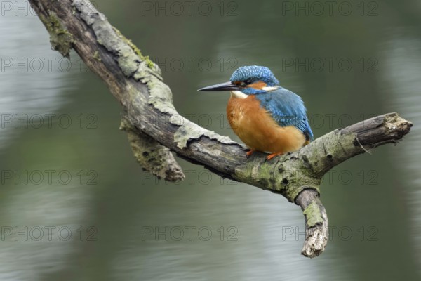 Just above the surface of the water... Kingfisher (Alcedo atthis) on a natural perch, kingfishers