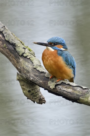Cavity-nesting bird... Kingfisher (Alcedo atthis) with soil on its beak, probably just digging at