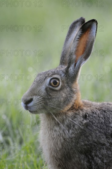 Field hare portrait... European hare (Lepus europaeus), endangered species, endangered by intensive