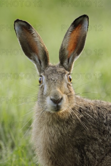 Portrait... European hare (Lepus europaeus) looks surprised, detailed close-up, the light shines
