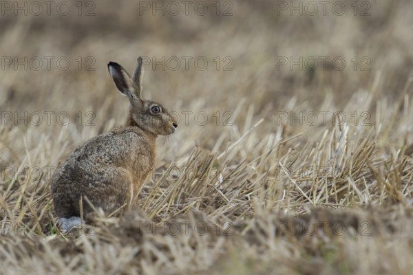 Between crop stubble... European hare (Lepus europaeus), hare sitting on a harvested field, native